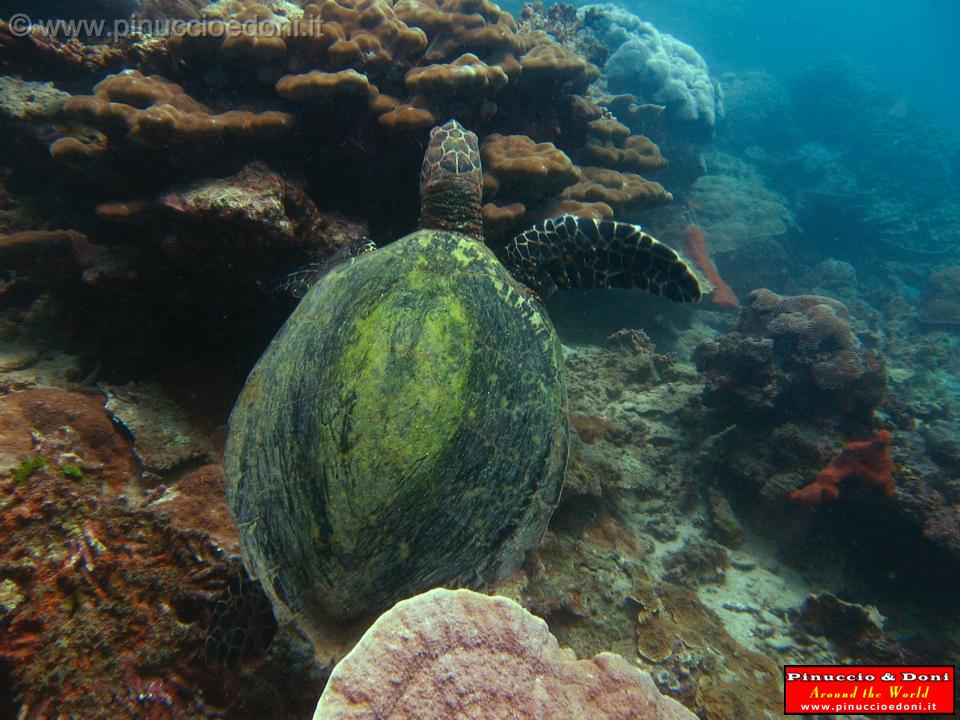 Djibouti - Immersioni a Gibuti - 18.jpg